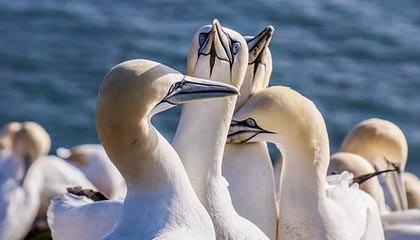 苹果期货是什么？苹果期货合约都包含哪些内容?