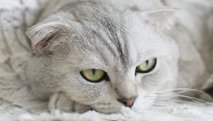 欧股高开低走，纳指期货涨1%，英镑转跌，英国债市风暴延续