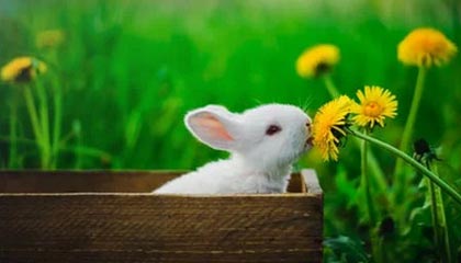 冷艺婕：10.25黄金晚间谨防洗盘行情 原油支撑上多