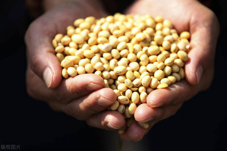 王德诚：7.26焦炭等待破新低<strong></p>
<p>豆粕期货</strong>，豆粕生猪期货行情分析