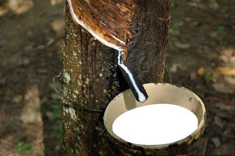 王德诚：7.1摒弃锁仓行为<strong></p>
<p>橡胶期货</strong>，白糖苹果橡胶沥青期货行情分析