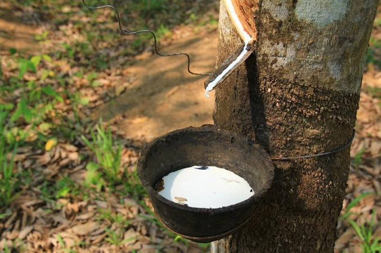 王德诚：6.30生猪谨防回补缺口<strong></p>
<p>橡胶期货</strong>，燃油红枣生猪橡胶期货行情分析