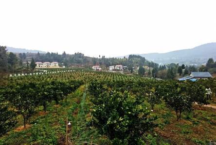 村民变股民 渠县大雾村走上共同富裕路