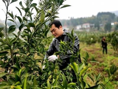 村民变股民 渠县大雾村走上共同富裕路