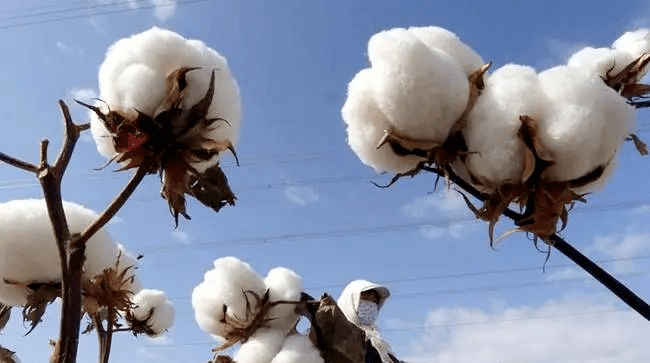 行情 | 棉花期货价格暴跌<strong></p>
<p>棉花期货行情</strong>！内地一些纺企出现亏损