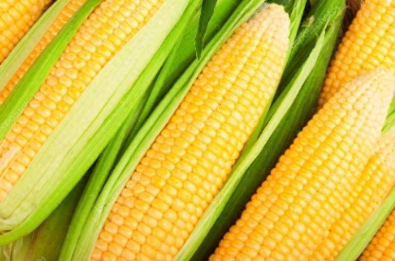 什么情况！中美玉米产量均创高位，养殖行业需求疲弱，玉米期货难言见底？