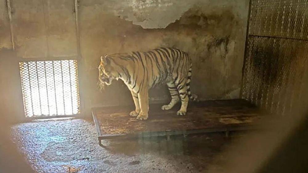 正义网三问东北虎死亡事件：“三无”单位为何长期没受到查处