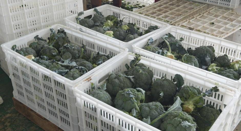 贺兰县冷凉蔬菜再次“出圈” 走俏“一带一路”市场