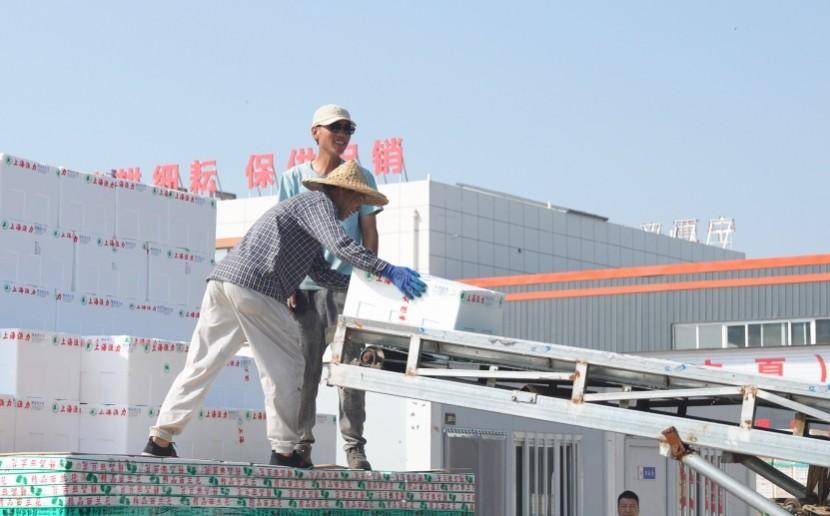 贺兰县冷凉蔬菜再次“出圈” 走俏“一带一路”市场