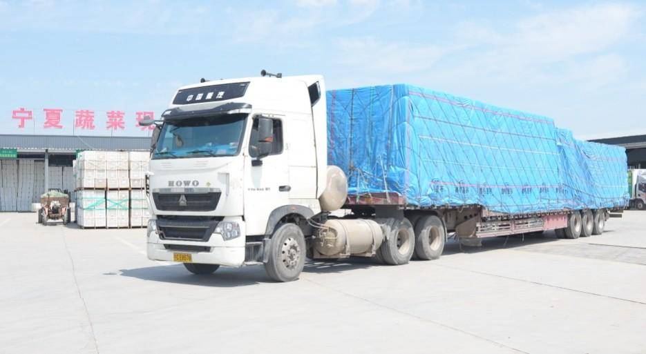 贺兰县冷凉蔬菜再次“出圈” 走俏“一带一路”市场