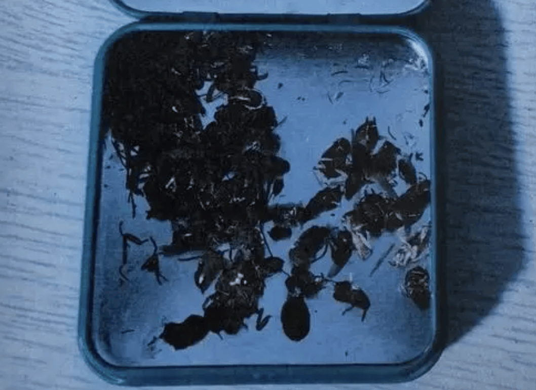 打两碗蘸料<strong></p>
<p>币风港</strong>，吃一碗毁一碗！女子投虫敲诈火锅店更多细节曝光