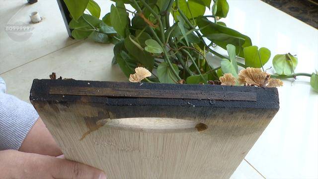 “可以蒸蛋”！昆明一女子家中搓衣板上长菌<strong></p>
<p>币圈代投</strong>，品种竟是……