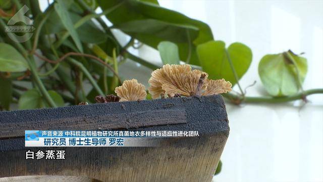 “可以蒸蛋”！昆明一女子家中搓衣板上长菌<strong></p>
<p>币圈代投</strong>，品种竟是……