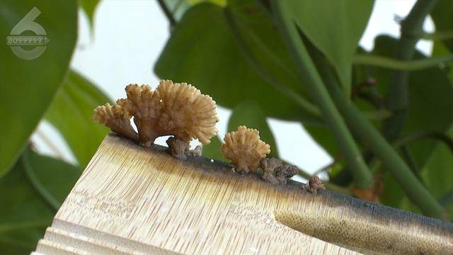 “可以蒸蛋”！昆明一女子家中搓衣板上长菌<strong></p>
<p>币圈代投</strong>，品种竟是……