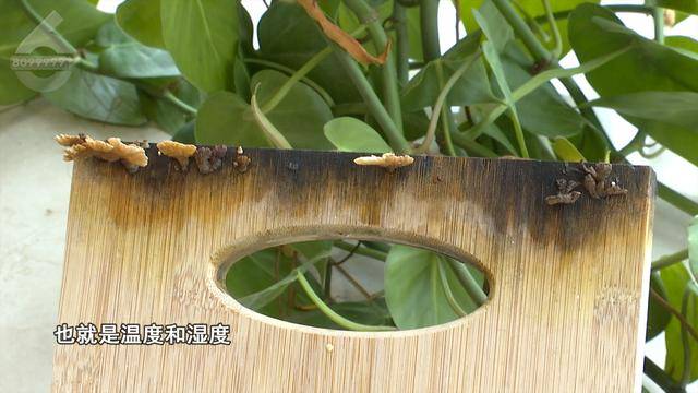 “可以蒸蛋”！昆明一女子家中搓衣板上长菌<strong></p>
<p>币圈代投</strong>，品种竟是……