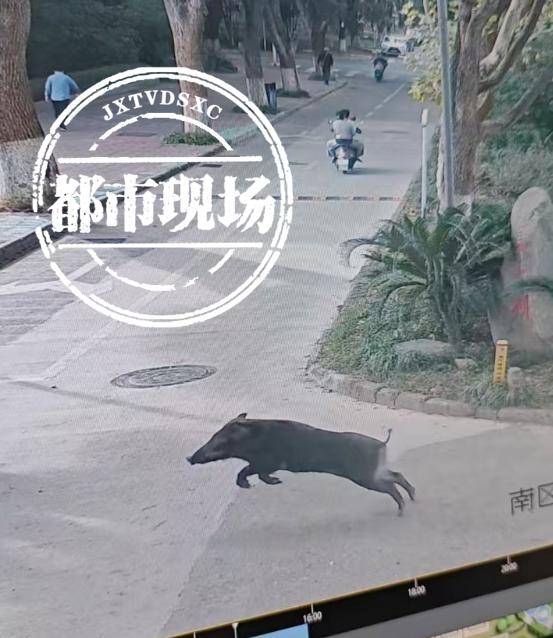 江西一高校惊现野猪<strong></p>
<p>飙升币行情</strong>，最后在食堂被成功抓获