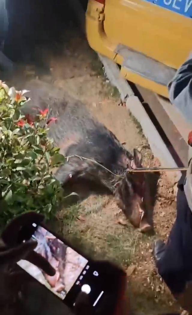 江西一高校惊现野猪<strong></p>
<p>飙升币行情</strong>，最后在食堂被成功抓获