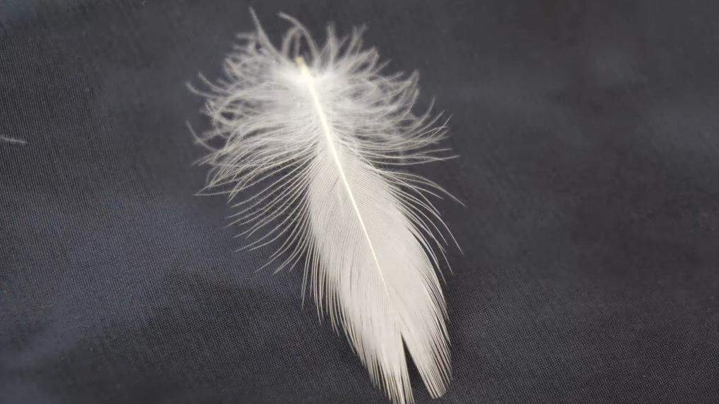 羽绒服“假绒”乱象调查：“羽丝”“绒丝”到底是什么<strong></p>
<p>wfee币</strong>？