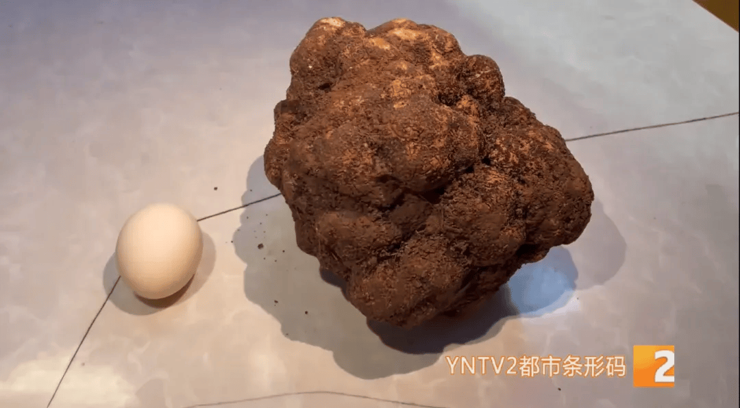 昆明一村民挖到1.7公斤超大松露<strong></p>
<p>wfee币</strong>！“看都看不够”