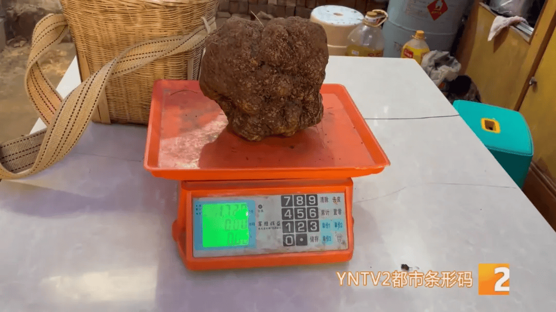 昆明一村民挖到1.7公斤超大松露<strong></p>
<p>wfee币</strong>！“看都看不够”