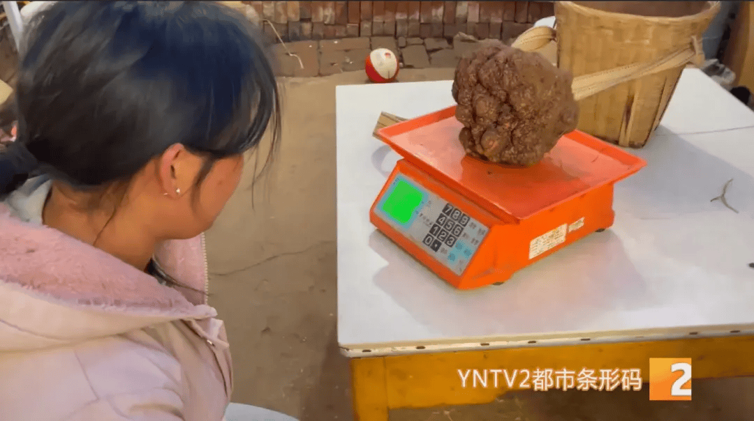 昆明一村民挖到1.7公斤超大松露<strong></p>
<p>wfee币</strong>！“看都看不够”