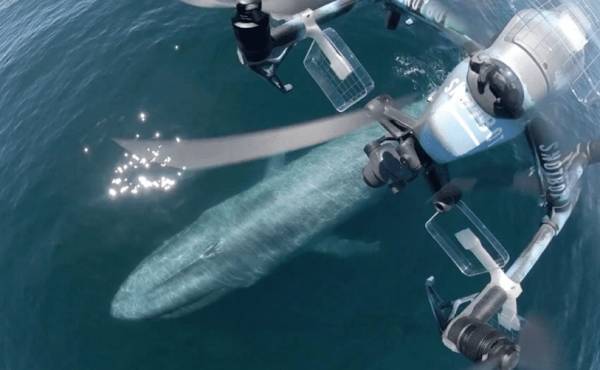 美国科学家震惊：封杀中国无人机<strong></p>
<p>新农币</strong>，“简直是疯了！”