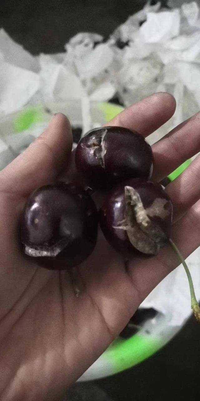 车厘子喂鸡惹争议 四川汉源果农回应：旧视频<strong></p>
<p>币金网</strong>，喂鸡的是“次果”