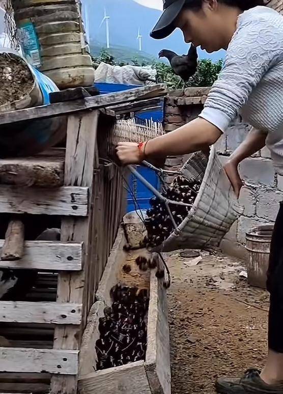 车厘子喂鸡惹争议 四川汉源果农回应：旧视频<strong></p>
<p>币金网</strong>，喂鸡的是“次果”