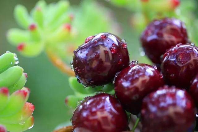 车厘子喂鸡惹争议 四川汉源果农回应：旧视频<strong></p>
<p>币金网</strong>，喂鸡的是“次果”