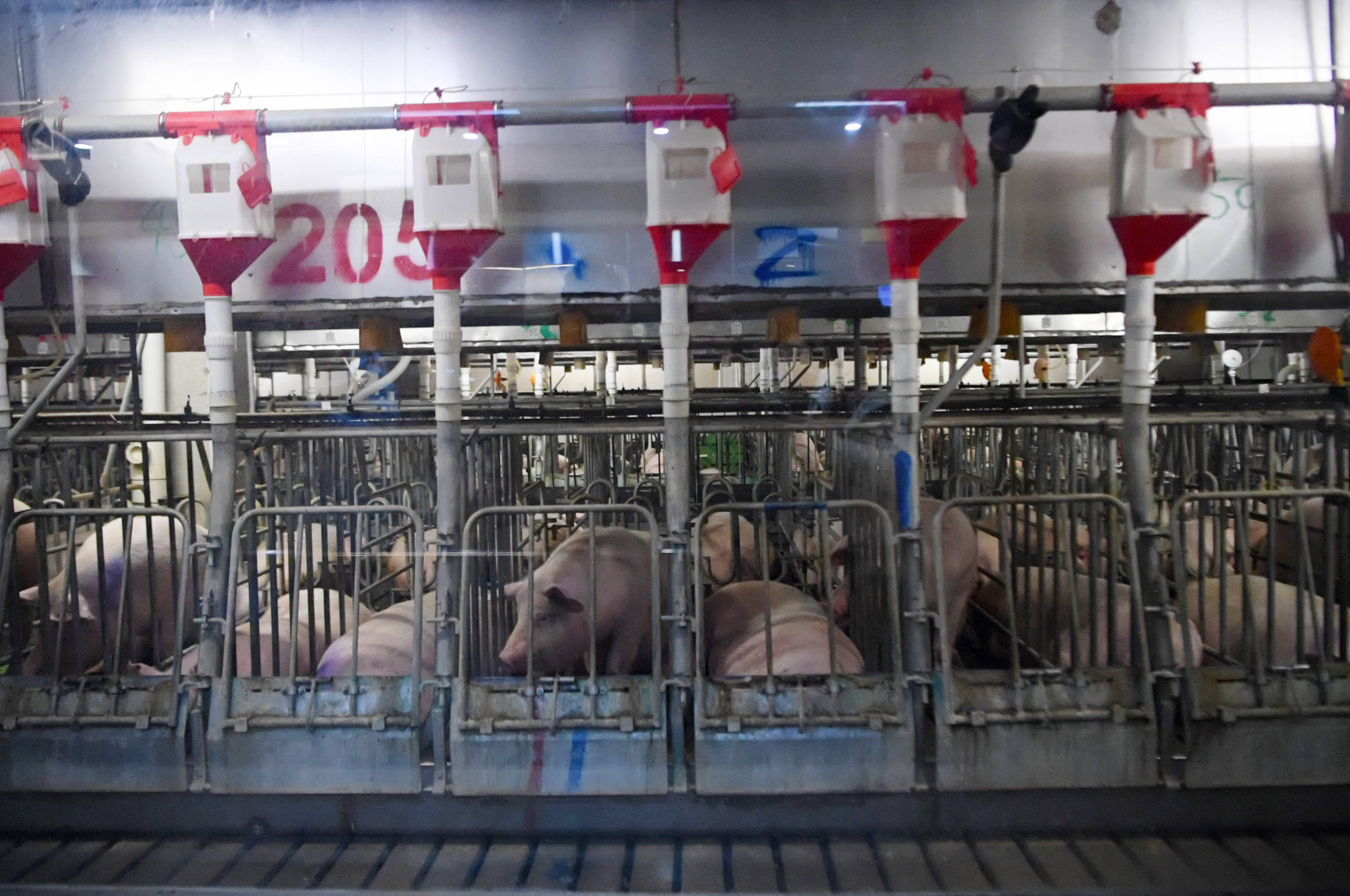 生猪“上楼”“屋”内无菌 养猪成<strong></p>
<p>币圈新秀</strong>了“科技活儿”