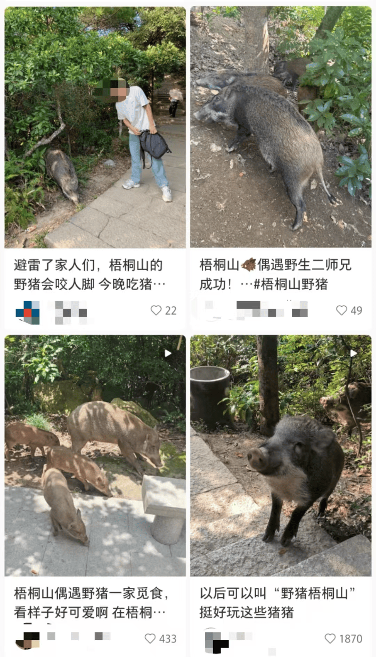 深圳梧桐山网红野猪下崽？市民拍到“一家人整整齐齐”<strong></p>
<p>合约币走势</strong>，管理处：天天都有人投喂