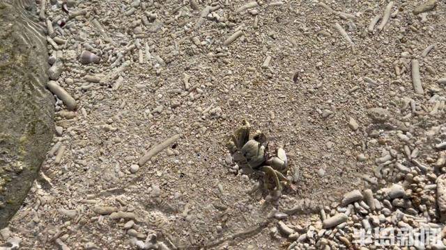 青岛女子买下70万平米小岛后续来了：目前没打算私有<strong></p>
<p>支点币圈</strong>，七八月份将带员工到岛上团建