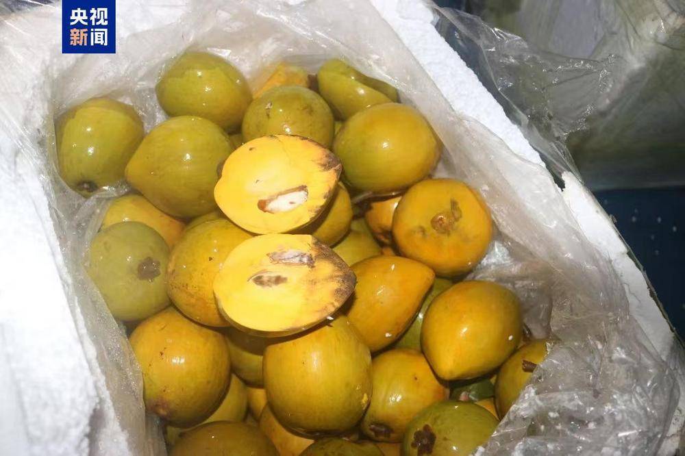 共计4.13吨<strong></p>
<p>acip币</strong>！广西北海海警查获一起涉嫌走私水果案