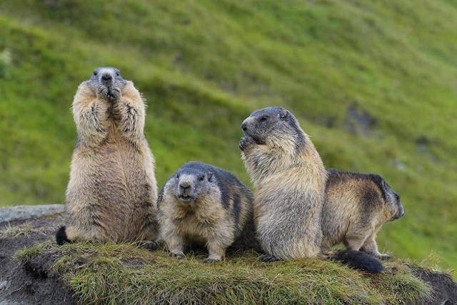 别逗土拨鼠！国家卫健委提醒别和土拨鼠亲密接触