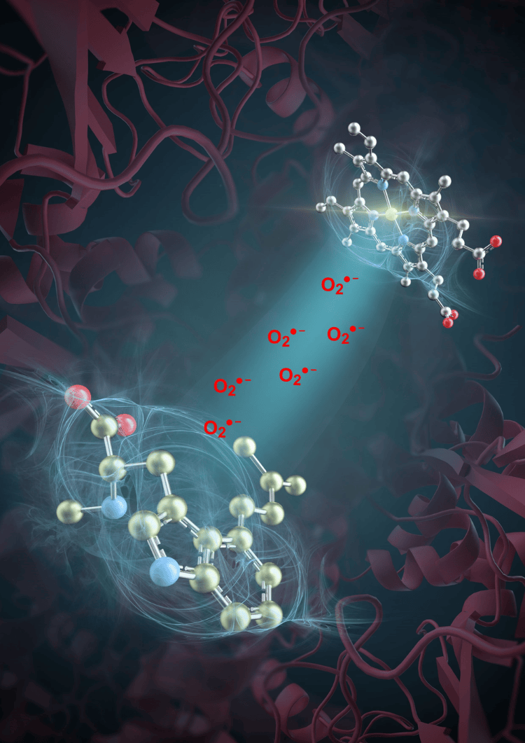 突破性进展<strong></p>
<p>币圈生存指南</strong>！我国科学家发现活性氧超氧阴离子是药物分子合成催化剂