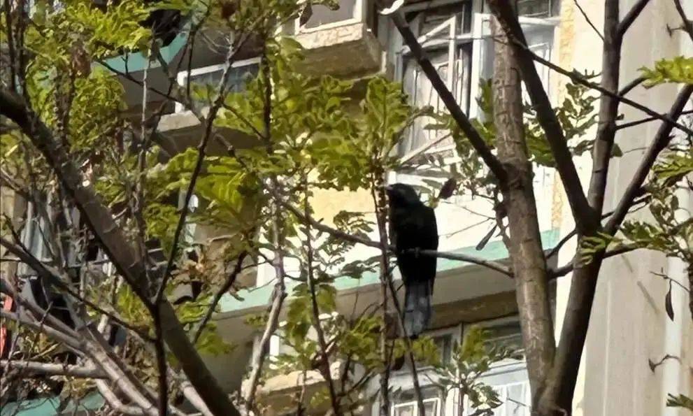 “周末想睡个懒觉都不行”<strong></p>
<p>币圈成功案例</strong>，有多少深圳人被这种鸟吵到神经衰弱