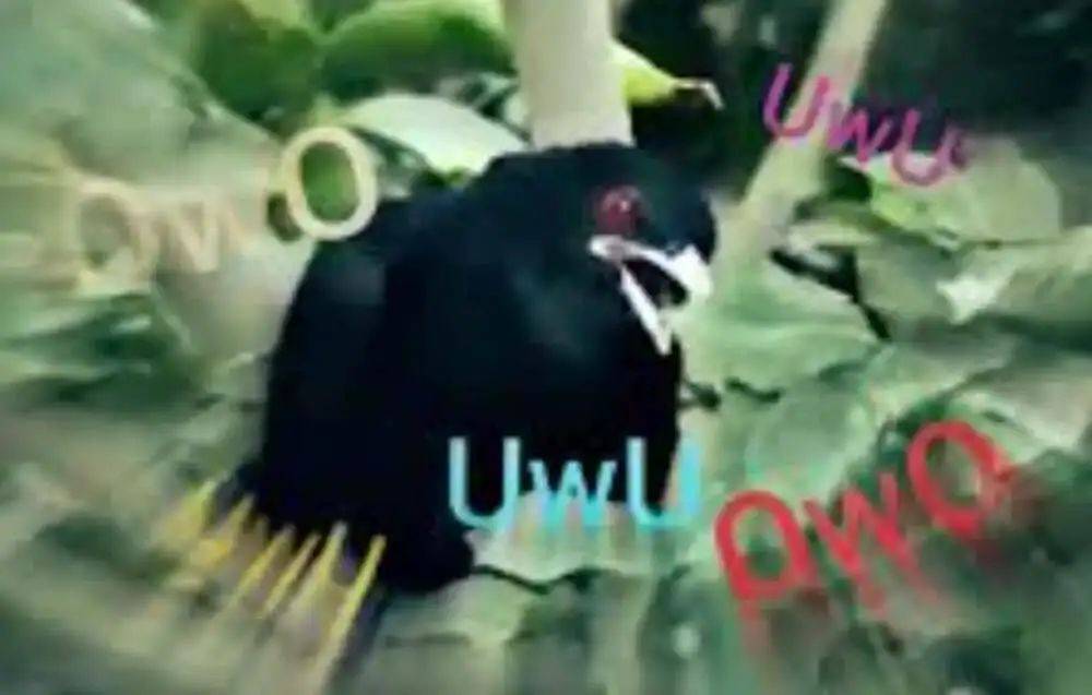 “周末想睡个懒觉都不行”<strong></p>
<p>币圈成功案例</strong>，有多少深圳人被这种鸟吵到神经衰弱