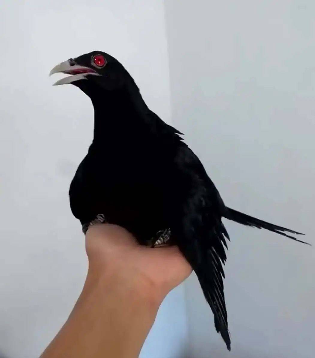 “周末想睡个懒觉都不行”<strong></p>
<p>币圈成功案例</strong>，有多少深圳人被这种鸟吵到神经衰弱