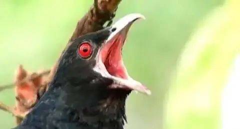 “周末想睡个懒觉都不行”<strong></p>
<p>币圈成功案例</strong>，有多少深圳人被这种鸟吵到神经衰弱