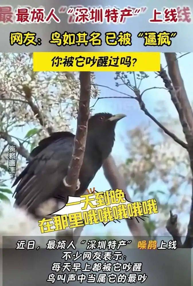 “周末想睡个懒觉都不行”<strong></p>
<p>币圈成功案例</strong>，有多少深圳人被这种鸟吵到神经衰弱