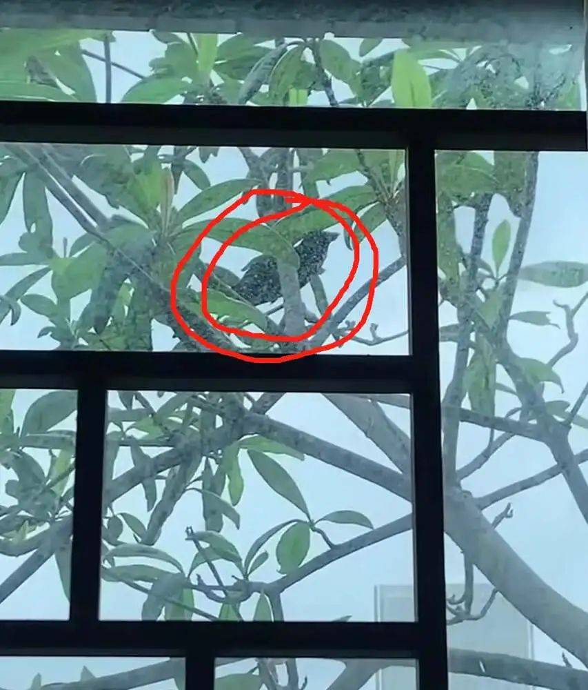 “周末想睡个懒觉都不行”<strong></p>
<p>币圈成功案例</strong>，有多少深圳人被这种鸟吵到神经衰弱