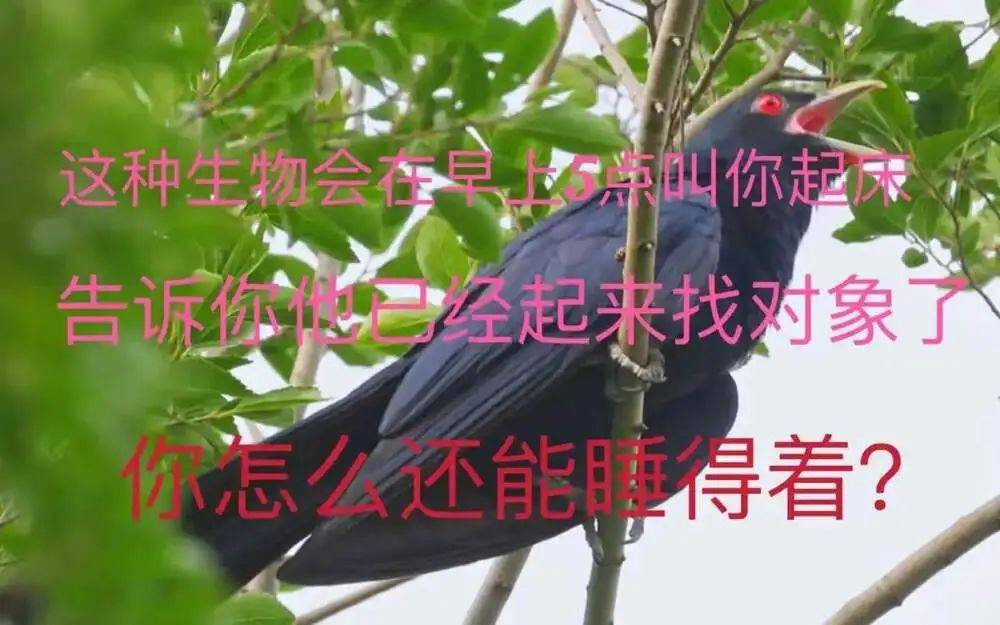 “周末想睡个懒觉都不行”<strong></p>
<p>币圈成功案例</strong>，有多少深圳人被这种鸟吵到神经衰弱