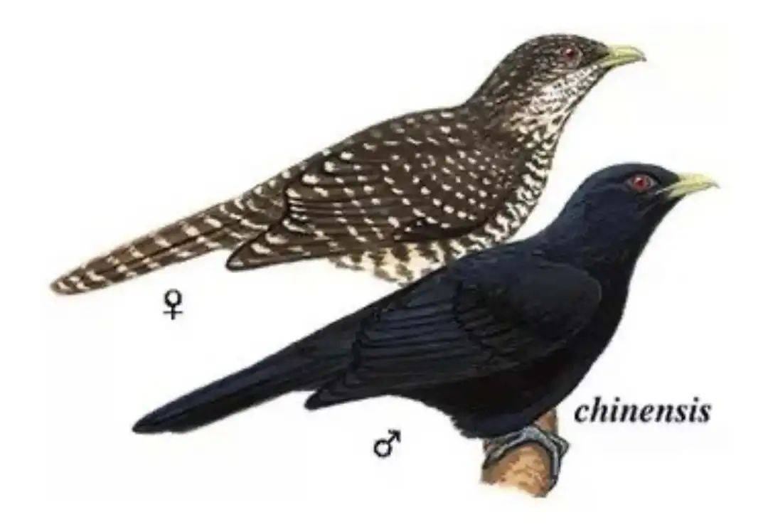 “周末想睡个懒觉都不行”<strong></p>
<p>币圈成功案例</strong>，有多少深圳人被这种鸟吵到神经衰弱