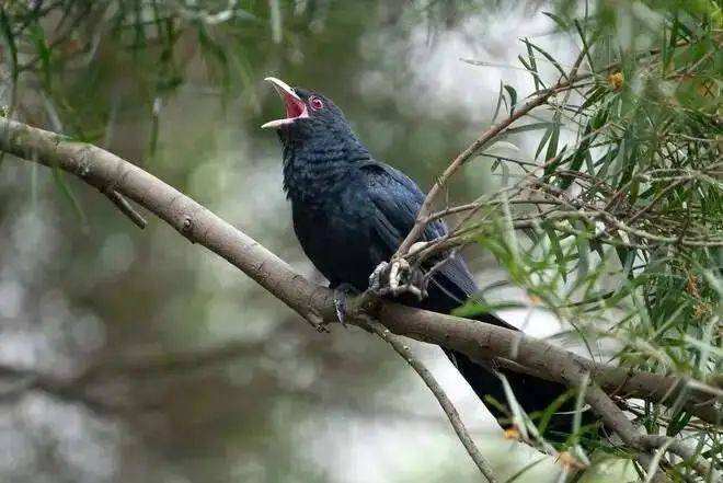 “周末想睡个懒觉都不行”<strong></p>
<p>币圈成功案例</strong>，有多少深圳人被这种鸟吵到神经衰弱