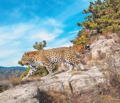 销声匿迹已有30年<strong></p>
<p>今日币圈行情</strong>，华北豹正逐渐接近北京——