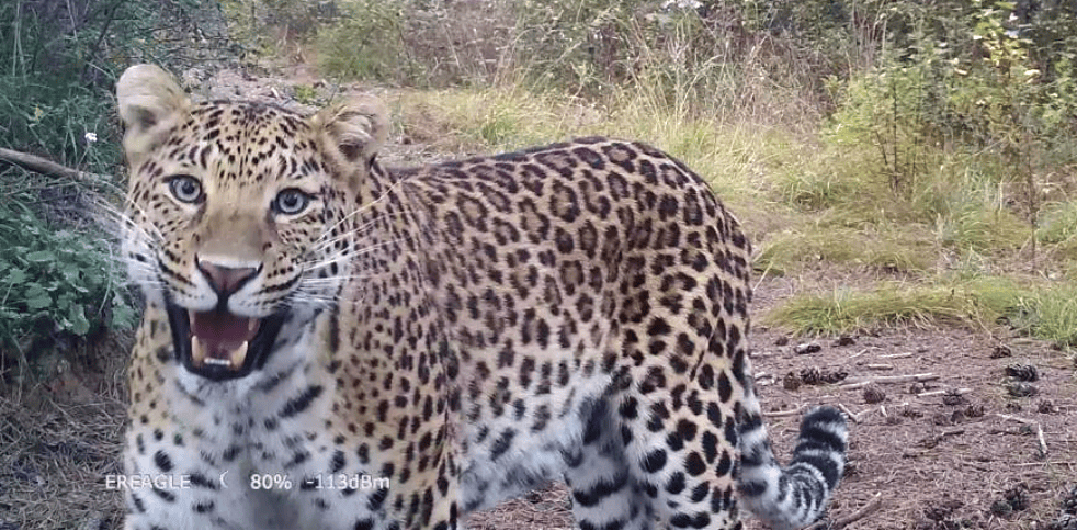 销声匿迹已有30年<strong></p>
<p>今日币圈行情</strong>，华北豹正逐渐接近北京——