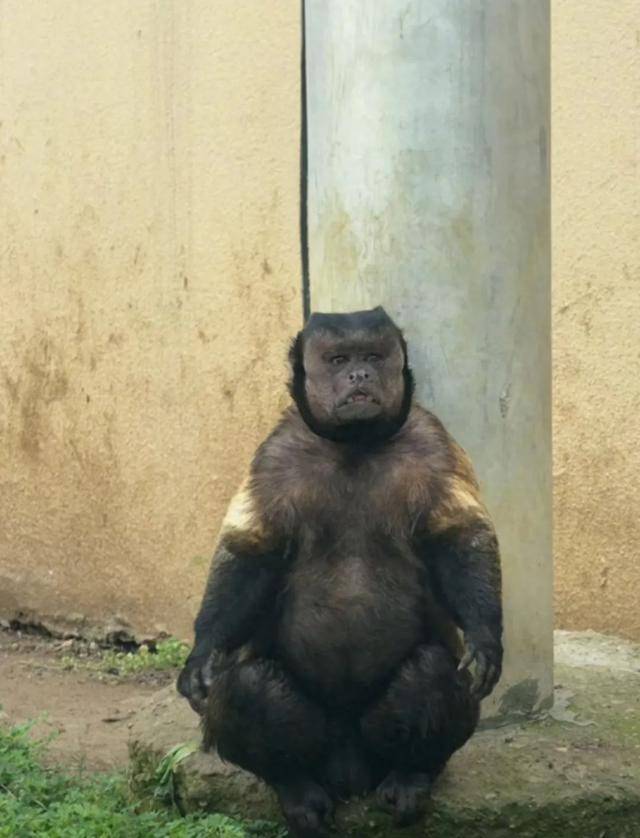 网红猴“大壮”突然离世<strong></p>
<p>添加提币地址</strong>！曾因方脸“丑”出圈