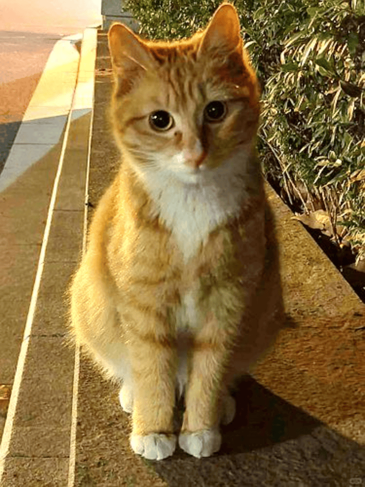 南京大学校庆日“校猫”被钢珠打碎头骨？校保卫处：看了一夜监控<strong></p>
<p>添加提币地址</strong>，暂未锁定嫌疑人