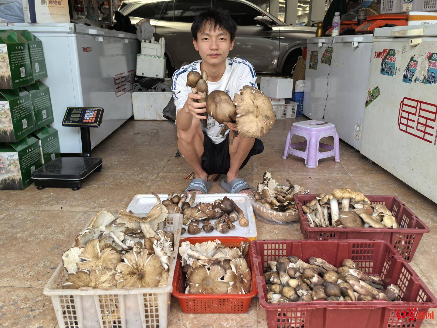 “天价”鸡枞调查：最贵卖到1800元/公斤！雨水少致产量低<strong></p>
<p>嘉信c币</strong>，多地价高客少