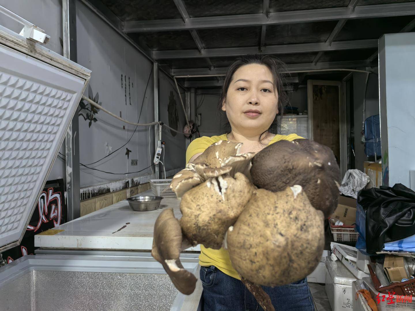 “天价”鸡枞调查：最贵卖到1800元/公斤！雨水少致产量低<strong></p>
<p>嘉信c币</strong>，多地价高客少